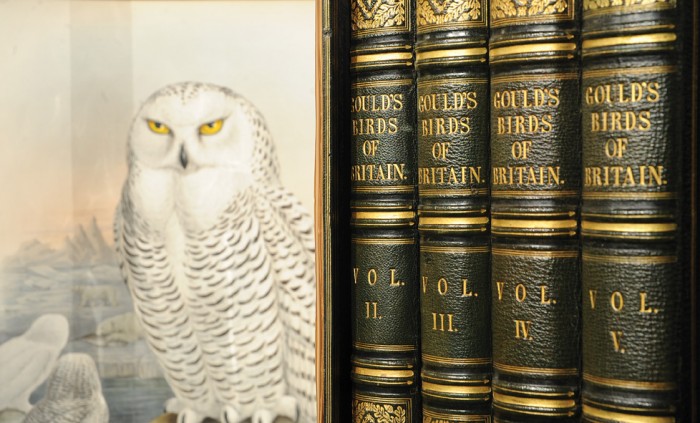 Inquisitive owl: John Gould's The Birds of Great Britain