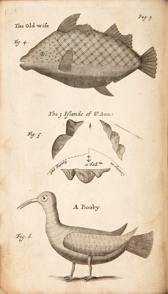"The old wife" fish and a booby from the St. Ann Islands