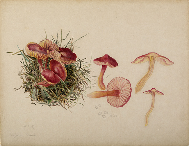 Mycological illustration courtesy of the Armitt Trust