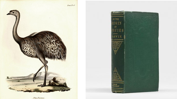 John Gould’s illustration of Darwin’s Rhea, 1841 Charles Darwin. On the Origin of Species. 1860 (Second edition)