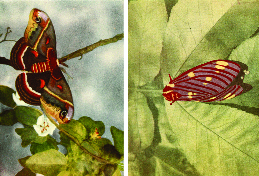 Moths of the Limberlost image